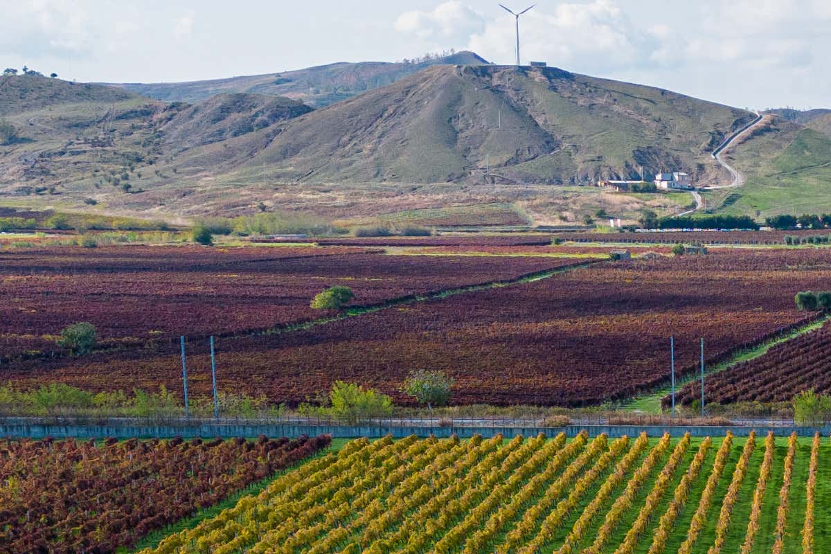 Perché il Cirò Classico Docg sarà un vanto per la Calabria (e per tutta l'Italia)
